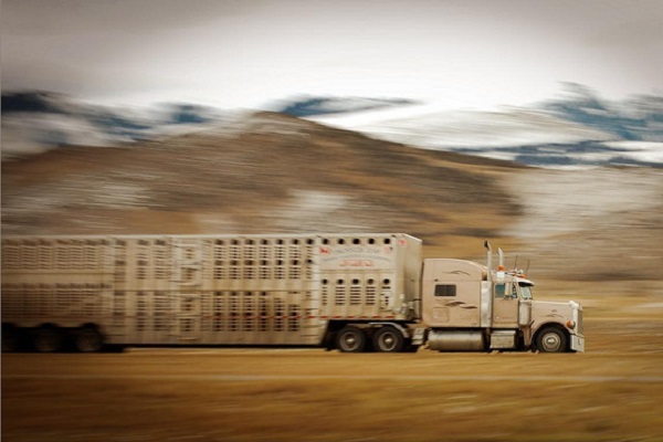 livestock-truck