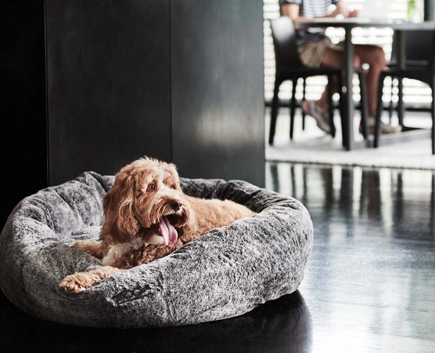 luxury dog beds australia
