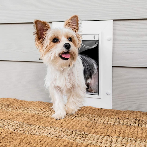 dog walking through dog door