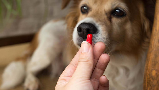 medication for dog