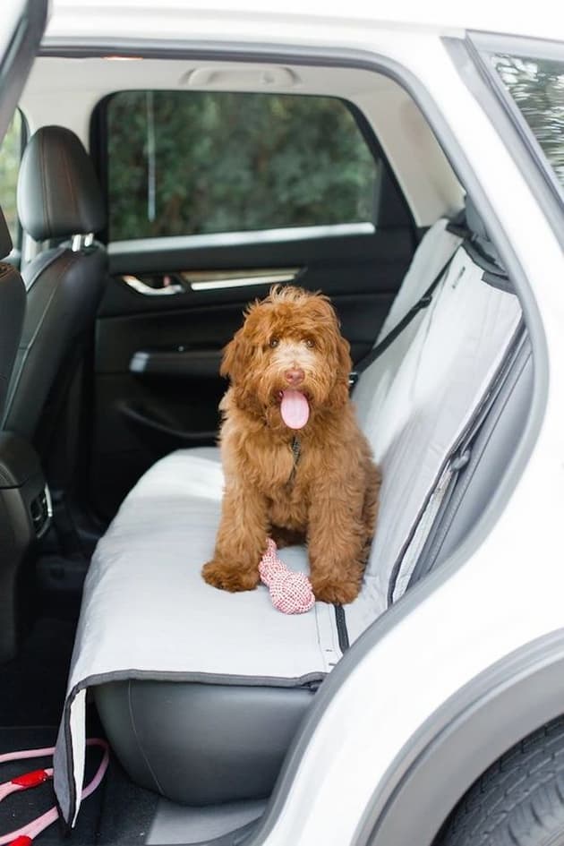 fluffy brown dog sitting in a car on a car seat cover