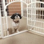 Our Tips for Training a Puppy Using a Dog Playpen
