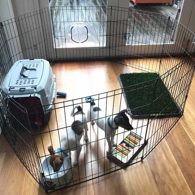 Feed Your Puppy inside the Playpen