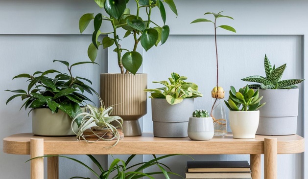 Close-up of console table with plants in pots