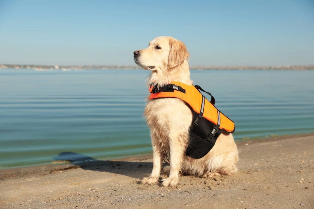 Golden retriever with life vest