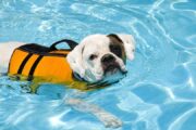 a dog with a life vest