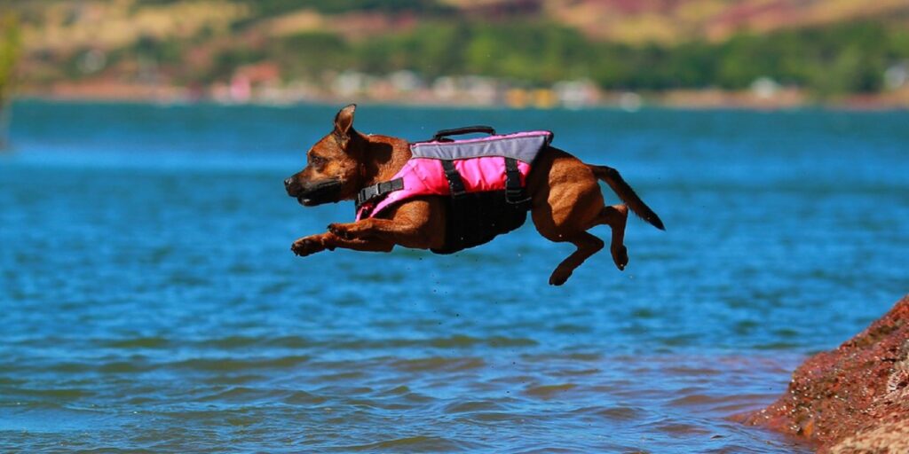A dog with a life vest jumps into the water
