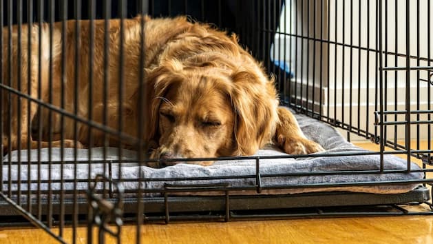 All dog crates must have sufficient air holes or mesh fabric on 