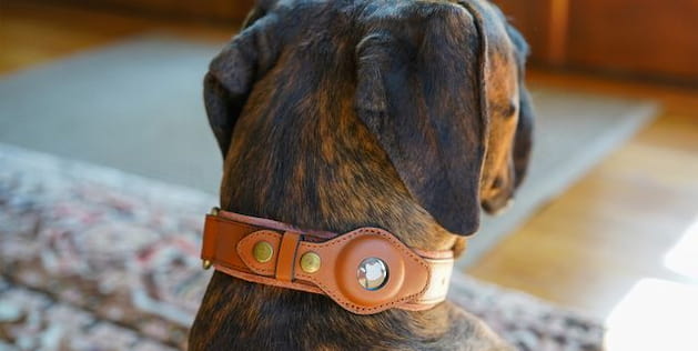 comfortable dog collar
