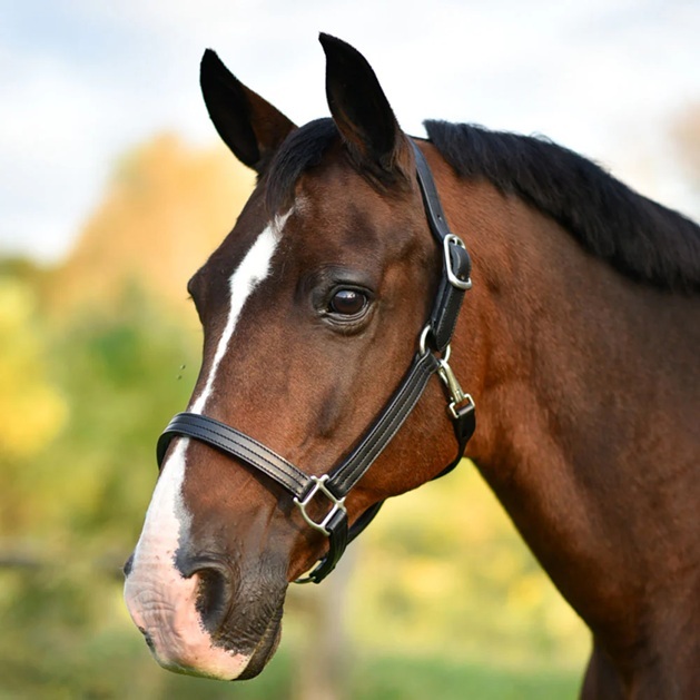horse halter on a horse