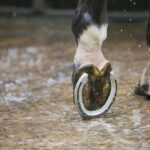 close-up-of-a-horses-hoof-with-a-new-horse-shoe