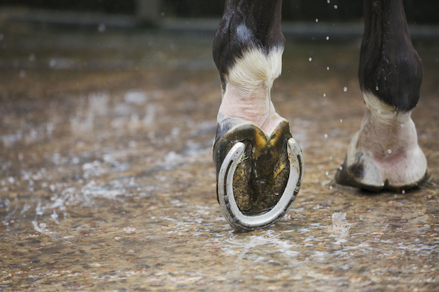 close-up-of-a-horses-hoof-with-a-new-horse-shoe