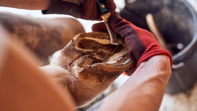 horse-hoof-trimming