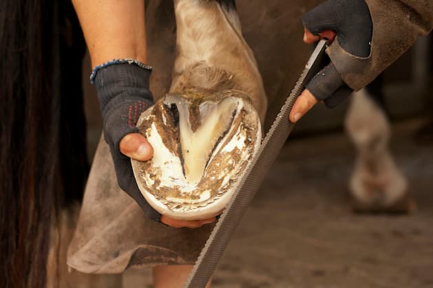 hoof-care