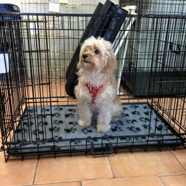 VEBO Metal Dog & Cat Pen Enclosure with Roof