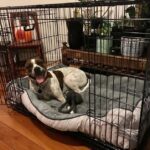 Collapsible Dog Crate