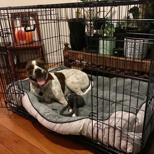 Collapsible Dog Crate